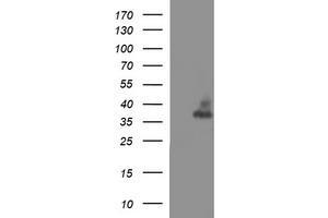Image no. 3 for anti-Synaptophysin (SYP) antibody (ABIN1501255) (Synaptophysin 抗体)