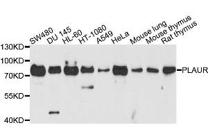 Western blot analysis of extracts of various cell lines, using PLAUR antibody. (PLAUR 抗体  (AA 23-305))