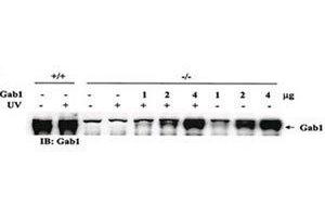 Rescue of the JNK pathway by expression of wild-type Gab1 in Gab1-/- cells.