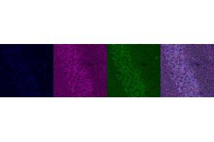 Immunohistochemistry (IHC) image for anti-Serotonin Receptor 1A (HTR1A) antibody (ABIN7456236) (Serotonin Receptor 1A 抗体)