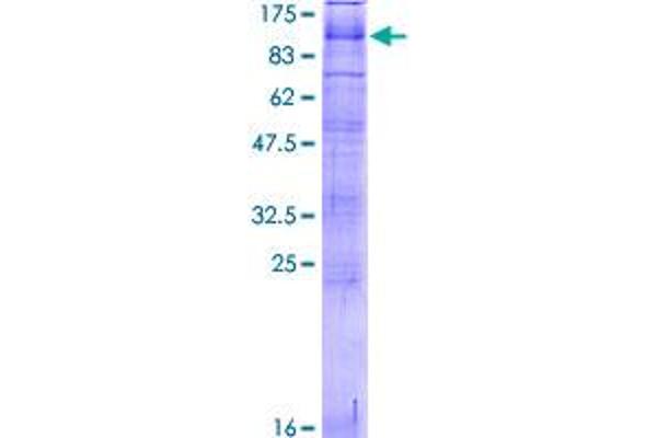 PKD2L1 Protein (AA 1-805) (GST tag)