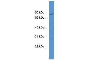 Western Blot showing NCKIPSD antibody used at a concentration of 1. (NCKIPSD 抗体  (Middle Region))