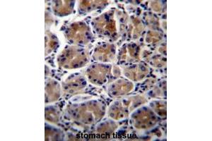 ATP1B3 Antibody (C-term) immunohistochemistry analysis in formalin fixed and paraffin embedded human stomach tissue followed by peroxidase conjugation of the secondary antibody and DAB staining. (ATP1B3 抗体  (C-Term))