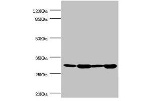 Western blot All lanes: BCAP29 antibody at 2. (BCAP29 抗体  (AA 125-241))