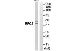 Western blot analysis of extracts from HeLa cells, using RFC2 antibody. (RFC2 抗体)