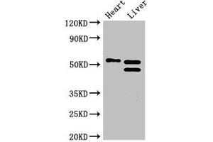 Western Blot Positive WB detected in: Mouse heart tissue, Mouse liver tissue All lanes: COQ6 antibody at 3 μg/mL Secondary Goat polyclonal to rabbit IgG at 1/50000 dilution predicted band size: 51, 49, 43 kDa observed band size: 51, 49 kDa (COQ6 抗体  (AA 208-339))