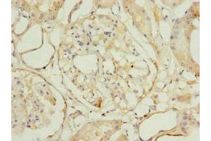 Immunohistochemistry of paraffin-embedded human kidney tissue using ABIN7166022 at dilution of 1:100 (ROGDI 抗体  (AA 14-287))