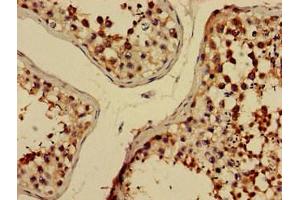 Immunohistochemistry of paraffin-embedded human testis tissue using ABIN7151526 at dilution of 1:100 (ELMOD2 抗体  (AA 82-200))
