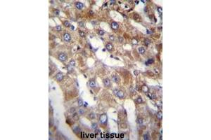 BEND7 Antibody (C-term) immunohistochemistry analysis in formalin fixed and paraffin embedded human liver tissue followed by peroxidase conjugation of the secondary antibody and DAB staining. (BEND7 抗体  (C-Term))