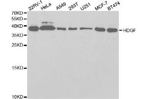 Western blot analysis of extracts of various cell lines, using HDGF antibody.
