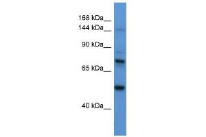 Astrotactin 2 antibody used at 1 ug/ml to detect target protein.