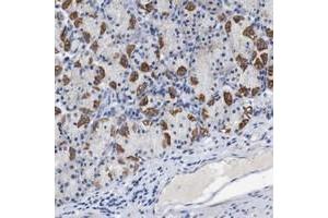 Immunohistochemical staining of human stomach with LRRC55 polyclonal antibody  shows strong cytoplasmic positivity in parietal cells. (LRRC55 抗体)