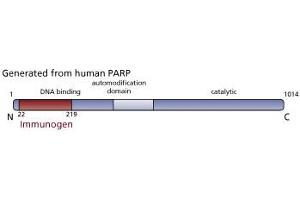 Image no. 3 for anti-Poly (ADP-Ribose) Polymerase 1 (PARP1) (AA 22-219) antibody (ABIN968333) (PARP1 抗体  (AA 22-219))