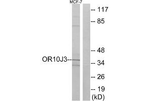 Western blot analysis of extracts from MCF-7 cells, using OR10J3 antibody. (OR10J3 抗体  (C-Term))