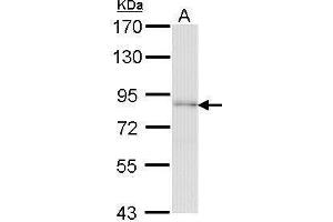 WB Image Sample (30 ug of whole cell lysate) A: H1299 7. (FAF1 抗体)
