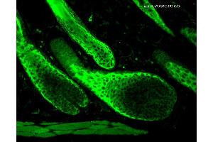 Immunohistochemistry analysis using Rabbit Anti-HSP70 Polyclonal Antibody . (HSP70 抗体  (Atto 390))