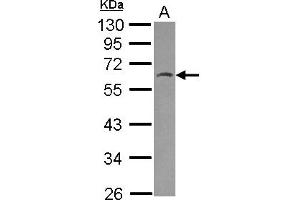 Western Blotting (WB) image for anti-HSPB (Heat Shock 27kDa) Associated Protein 1 (HSPBAP1) (AA 233-456) antibody (ABIN1498756) (HSPBAP1 抗体  (AA 233-456))