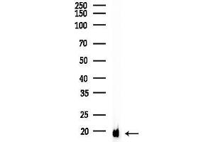 anti-Myelin and Lymphocyte Protein, T Cell Differentiation Protein (MAL) (N-Term) antibody