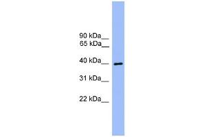 WB Suggested Anti-ATG3 Antibody Titration: 0. (ATG3 抗体  (Middle Region))