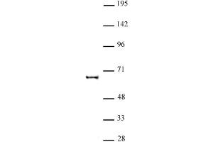 KAT5 antibody (pAb) tested by Western blot. (KAT5 抗体)