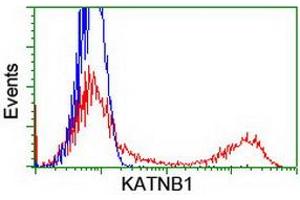 HEK293T cells transfected with either RC201852 overexpress plasmid (Red) or empty vector control plasmid (Blue) were immunostained by anti-KATNB1 antibody (ABIN2455170), and then analyzed by flow cytometry. (KATNB1 抗体)