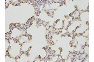 Immunohistochemistry (IHC) image for anti-Bactericidal/Permeability Increasing Protein (BPI) antibody (ABIN1876526) (BPI 抗体)