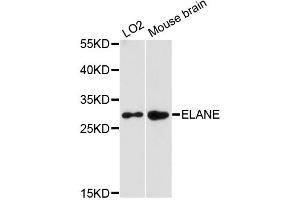 Western blot analysis of extracts of various cell lines, using ELANE antibody (ABIN6292897) at 1:3000 dilution. (ELANE 抗体)