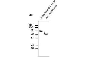 Anti-Mutyh Ab at 1/1,000 dilution, recombinant protein at 50 ng and 293HEK transfected lysate at 100 µg per lane, rabbit polyclonal to goat lgG (HRP) at 1/10,000 dilution,