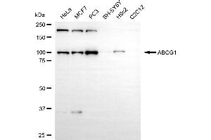 Western blotting analysis using ABCG1 antibody (ABIN7797691).