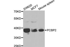 Western blot analysis of extracts of various cell lines, using PCBP2 antibody.