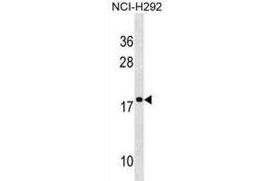 Western Blotting (WB) image for anti-Ribosomal Protein S17-Like (RPS17L) antibody (ABIN2995178) (RPS17L 抗体)