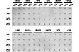 Dot-blot analysis of all sorts of methylation peptides using H3R26 me2a antibody.
