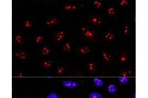 Confocal immunofluorescence analysis of U2OS cells using MYBBP1A Polyclonal Antibody at dilution of 1:200. (MYBBP1A 抗体)