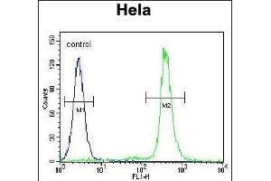LIN28A Antibody (Center) (ABIN655156 and ABIN2844774) flow cytometric analysis of Hela cells (right histogram) compared to a negative control cell (left histogram). (LIN28A 抗体  (AA 108-138))