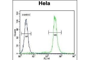 LIN28A Antibody (Center) (ABIN655156 and ABIN2844774) flow cytometric analysis of Hela cells (right histogram) compared to a negative control cell (left histogram). (LIN28A 抗体  (AA 108-138))
