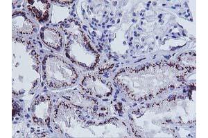 Immunohistochemical staining of paraffin-embedded Human Kidney tissue using anti-FXN mouse monoclonal antibody. (Frataxin 抗体)