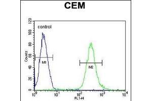 MCAF2 Antibody (Center) (ABIN654466 and ABIN2844199) flow cytometric analysis of CEM cells (right histogram) compared to a negative control cell (left histogram). (ATF7IP2 抗体  (AA 318-347))