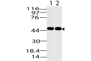 Image no. 1 for anti-Kruppel-Like Factor 15 (KLF15) (AA 50-300) antibody (ABIN5027330) (KLF15 抗体  (AA 50-300))