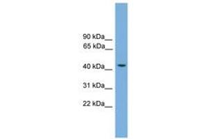 anti-Ras Association (RalGDS/AF-6) Domain Family (N-terminal) Member 8 (RASSF8) (AA 35-84) antibody