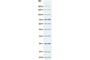 SDS-PAGE (SDS) image for ExcelBand™ All Blue Regular Range Protein Marker (ABIN5662608) (ExcelBand™ All Blue Regular Range Protein Marker)