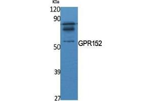Western Blot (WB) analysis of specific cells using GPR152 Polyclonal Antibody. (GPR152 抗体  (N-Term))