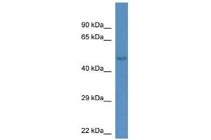 Western Blot showing Gm13178 antibody used at a concentration of 1. (Gm13178 抗体  (C-Term))