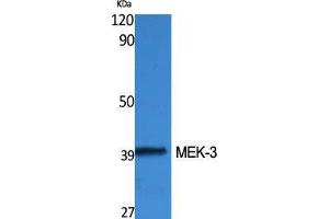 Western Blot (WB) analysis of specific cells using MEK-3 Polyclonal Antibody. (MAP2K3 抗体  (Thr383))