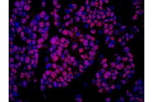 Immunofluorescence (IF) image for anti-Cofactor of BRCA1 (COBRA1) (AA 530-580) antibody (ABIN7448942) (COBRA1 抗体  (AA 530-580))