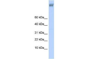 ZNF644 antibody used at 0. (ZNF644 抗体  (Middle Region))