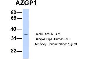 Host: Rabbit Target Name: AZGP1 Sample Type: 293T Antibody Dilution: 1. (AZGP1 抗体  (N-Term))