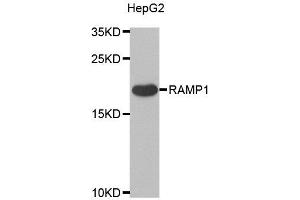 Western blot analysis of extracts of various cell lines, using RAMP1 antibody. (RAMP1 抗体)