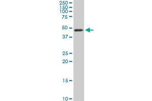 TSC22D4 monoclonal antibody (M07), clone 4G7.