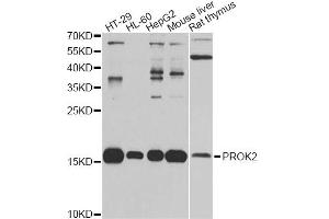Western blot analysis of extracts of various cell lines, using PROK2 antibody (ABIN5975051) at 1/1000 dilution. (PROK2 抗体)