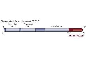 Image no. 3 for anti-Protein-tyrosine Phosphatase 1C (PTPN6) (AA 492-597) antibody (ABIN967767)